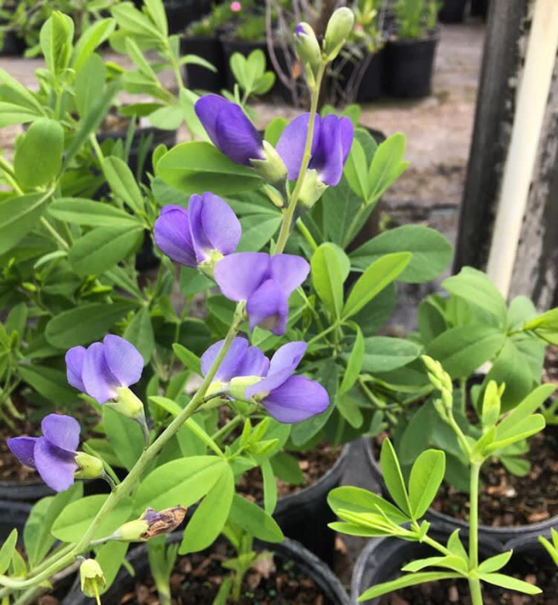 blue false indigo baptisia australis