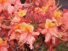 Rhododendron x Colonel Mosby 1 gallon Mail Order Natives