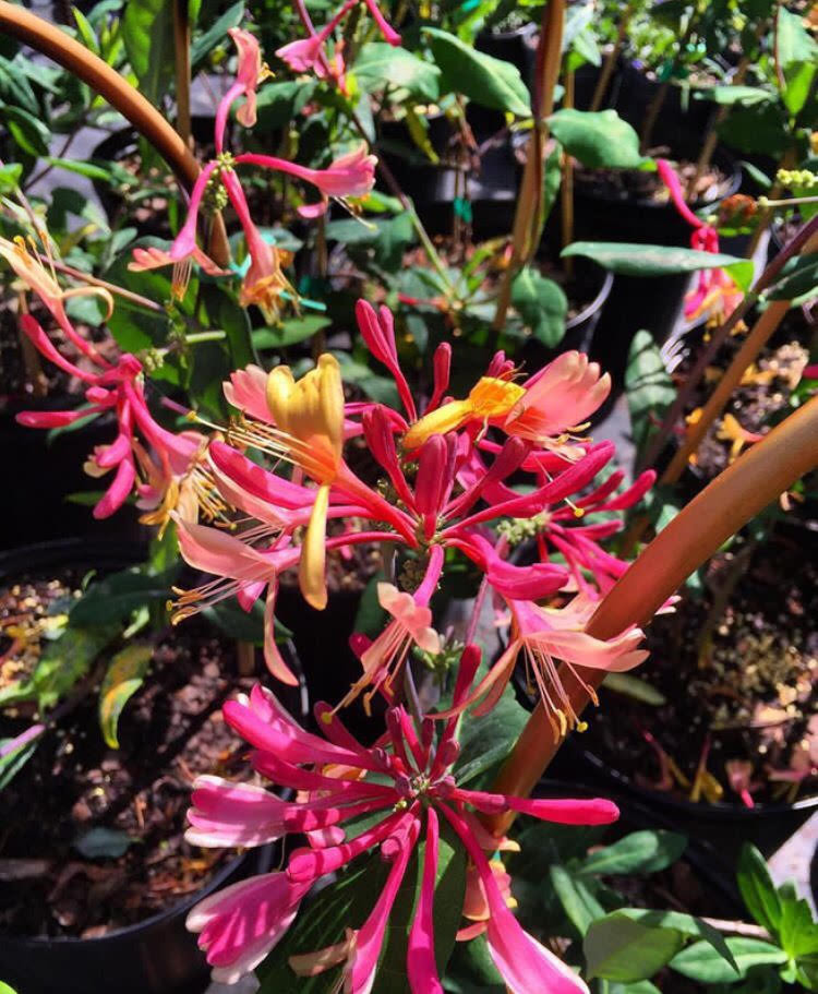 Lonicera x heckrotti GOLD FLAME Honeysuckle Mail Order Natives