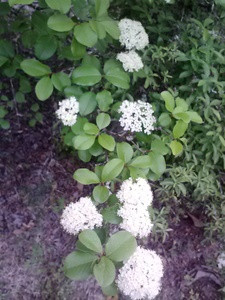 Viburnum rufidulum Rusty Blackhaw 3 gallon Mail Order Natives