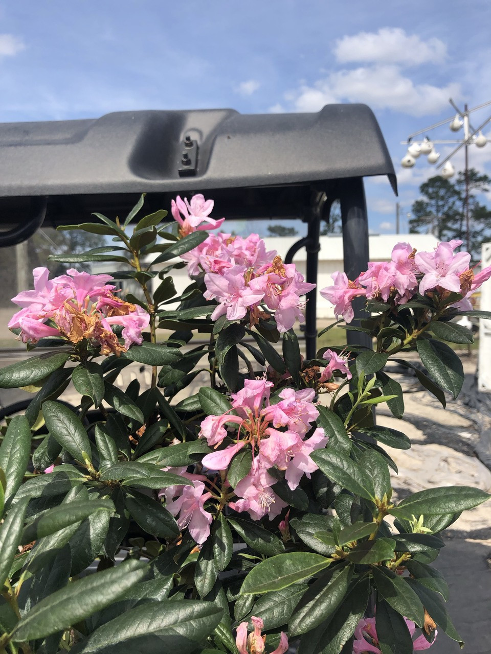 Rhododendron chapmanii 1 gallon Mail Order Natives