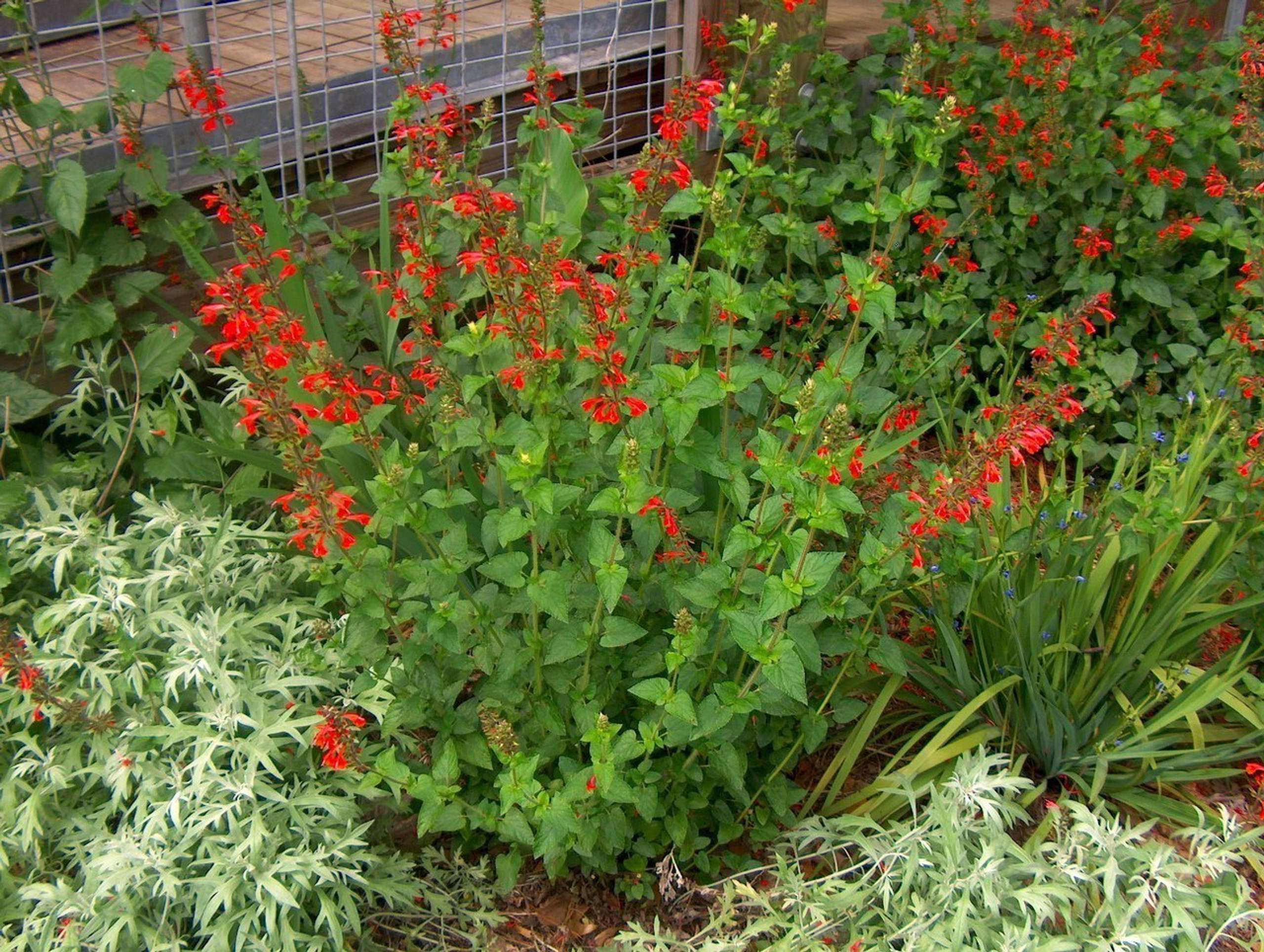 Salvia coccinea (Scarlet Sage) 1gallon - Mail Order Natives