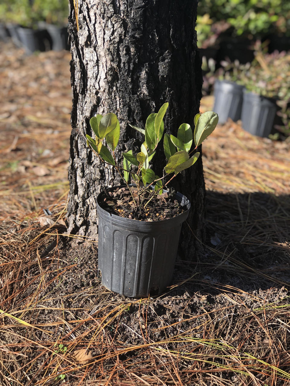 Licania michauxii Gopher Apple 1 gallon - Mail Order Natives