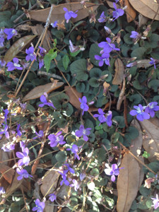 Viola walterii Walter's Violet  Viola walterii Walter's Violet