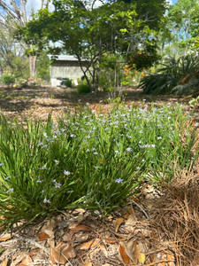 Sisyrinchium 'Suwannee' Blue eyed Grass 1gallon Sisyrinchium 'Suwannee' Blue eyed Grass 1gallon