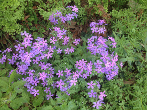 Phlox divaricata Phlox divaricata