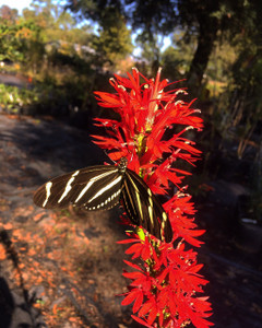 Lobelia cardinalis Cardinal Flower 