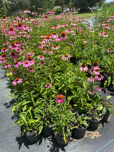 Echinacea purpurea Purple Coneflower 1gallon Echinacea purpurea Purple Coneflower 1gallon