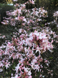 Rhododendron canescens Piedmont Azalea Rhododendron canescens Piedmont Azalea