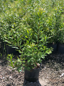Morella (Myrica) cerifera Waxmyrtle 1gallon Morella (Myrica) cerifera Waxmyrtle 1gallon