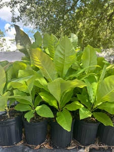 Magnolia tripetala Umbrella Magnolia Magnolia tripetala Umbrella Magnolia