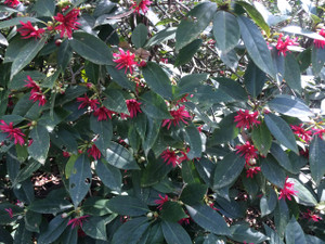 Illicium floridanum Florida Anise Illicium floridanum Florida Anise