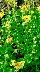 Senecio aureus (Golden Ragwort) one of the first nectar plants that blooms in the spring! Looks fabulous with purple-eyed and blue eyed grass.
Senecio aureus (Golden Ragwort) one of the first nectar plants that blooms in the spring! Looks fabulous with purple-eyed and blue eyed grass.