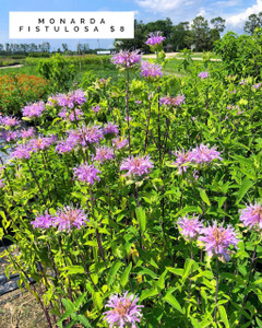 Monarda fistulosa Bee Balm 1gallon Monarda fistulosa Bee Balm 1gallon