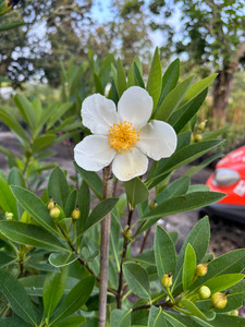 Gordonia lasianthus Loblolly Bay 1gallon Gordonia lasianthus Loblolly Bay 1gallon