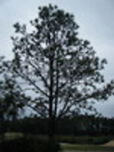 Pinus palustris Longleaf Pine 1gallon