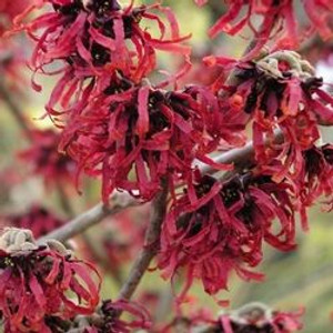 Hamamelis ovalis  Leonard's Witchhazel 1gallon Hamamelis ovalis  Leonard's Witchhazel 1gallon