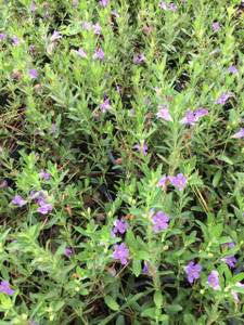 Dyschoriste oblongifolia Twinflower Snakeherb