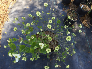 Cornus florida Suwannee Squat 1gallon Cornus florida Suwannee Squat 1gallon