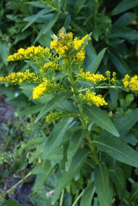 Solidago sempervirens Seaside goldenrod 1gallon Solidago sempervirens Seaside goldenrod 1gallon