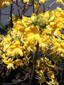 Rhododendron Admiral Semmes 1gallon Rhododendron Admiral Semmes 1gallon