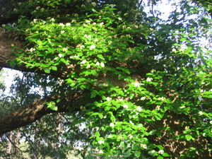 Decumaria barbara Climbing Hydrangea 1gallon