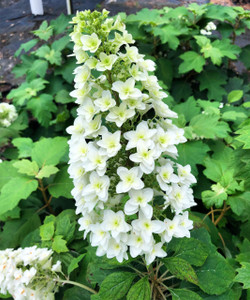 Hydrangea quercifolia 'Snowflake' Hydrangea quercifolia 'Snowflake'