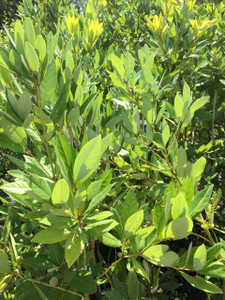 Persea palustris Swamp Redbay Persea palustris Swamp Redbay