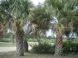 Sabal palmetto (Cabbage Palm)