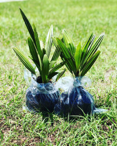 Native Palms for Sale | Cold Hardy Palms for Sale | Saw Palmetto