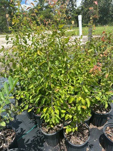 Carpinus caroliniana American Hornbeam Carpinus caroliniana American Hornbeam