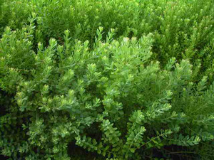 Vaccinium darrowii Glaucous Blueberry