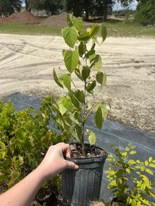 Tilia americana Basswood 1gallon Tilia americana Basswood 1gallon