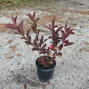 Itea virginica 'Henry's Garnet' Virginia Sweetspire Itea virginica 'Henry's Garnet' Virginia Sweetspire