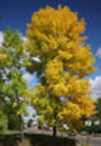 Fraxinus pennsylvanica Green Ash Fraxinus pennsylvanica Green Ash