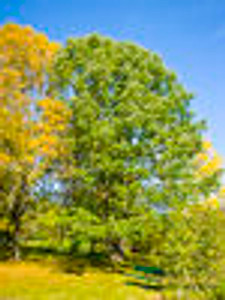 Fraxinus americana White Ash Fraxinus americana White Ash