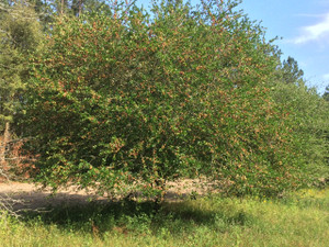 Crataegus aestivalis Eastern Mayhaw Crataegus aestivalis Eastern Mayhaw