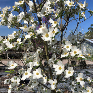 Cornus florida Flowering Dogwood Cornus florida Flowering Dogwood