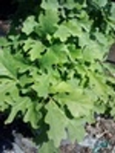 Quercus alba White Oak Quercus alba White Oak