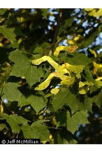 Acer saccharum var. floridanum Southern Sugar Maple 1gallon  Acer saccharum var. floridanum Southern Sugar Maple 1gallon