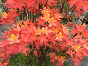 Rhododendron flammeum Early Bloomer 1 gallon Rhododendron flammeum Early Bloomer 1 gallon