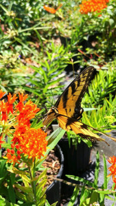Asclepias tuberosa Butterfly Milkweed 1gallon Asclepias tuberosa Butterfly Milkweed 1gallon