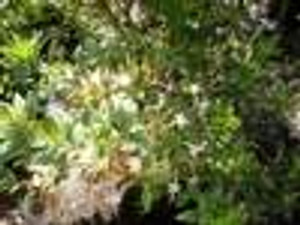 Rhododendron serrulatum Sweet Azalea Rhododendron serrulatum Sweet Azalea