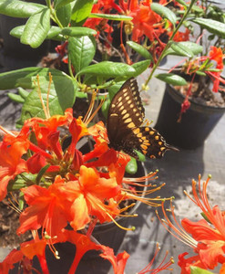 Rhododendron flammeum Florence Rhododendron flammeum Florence