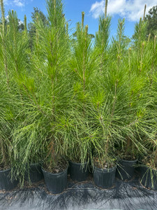 Pinus elliottii Slash Pine 1gallon Pinus elliottii Slash Pine 1gallon