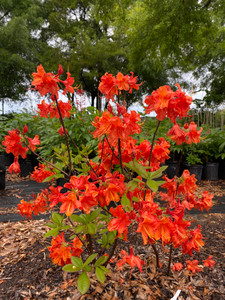 Rhododendron x Robert E. Lee  1 gallon  Rhododendron x Robert E. Lee  1 gallon