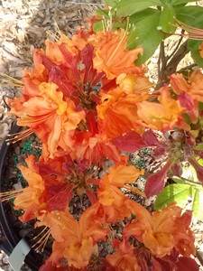 Rhododendron x Nathan Bedford Forrest 1 gallon Rhododendron x Nathan Bedford Forrest 1 gallon