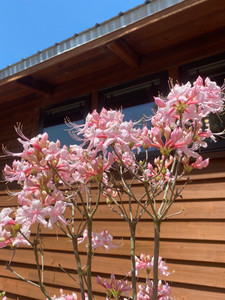 Rhododendron canescens CLAIRE 1 gallon Rhododendron canescens CLAIRE 1 gallon
