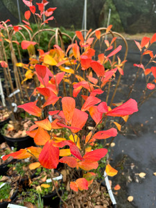 Fothergilla gardenii 1gallon Fothergilla gardenii 1gallon