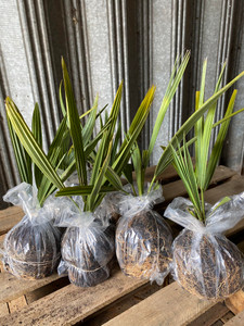 Native Palms for Sale | Cold Hardy Palms for Sale | Saw Palmetto